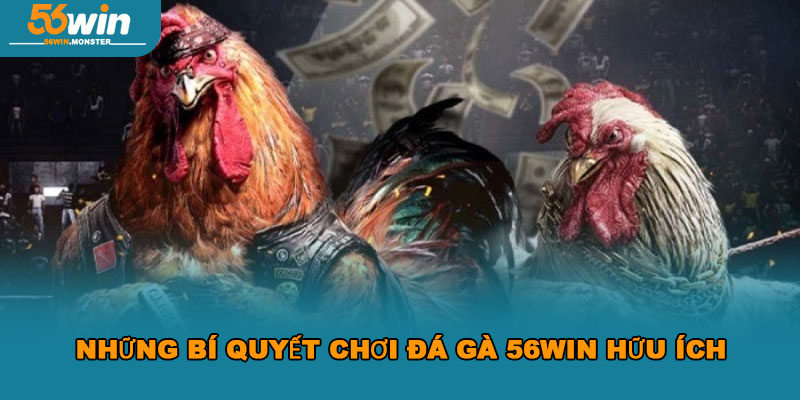 Đá gà 56win – Đỉnh cao đối kháng, nhận thưởng đậm tay ngay 3 Những bí quyết chơi Đá Gà 56Win hữu ích