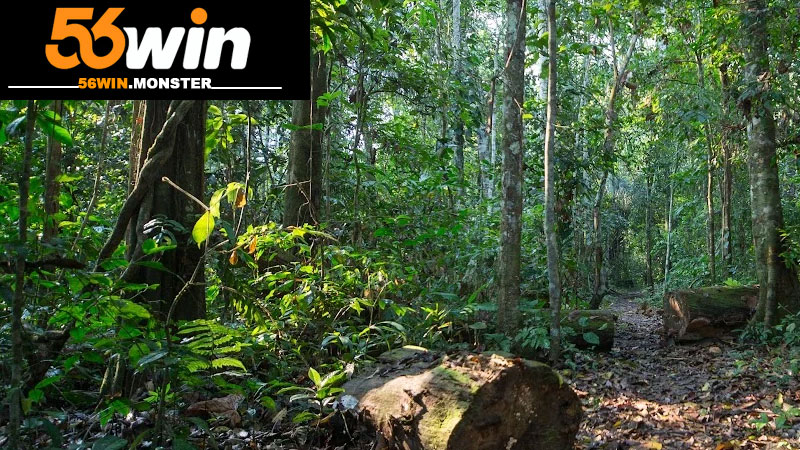 Mơ Thấy Rừng Là Điềm Gì? Con Số Gợi Ý Nên Tham Khảo 2 Giải mã các tình huống mơ thấy rừng phổ biến