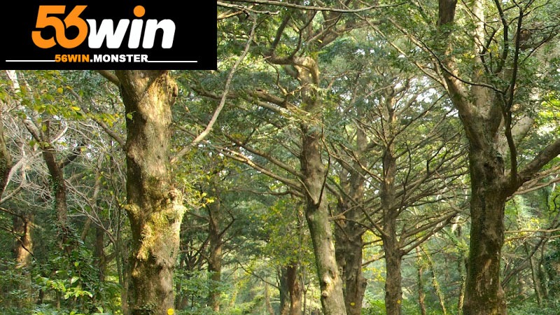 Mơ Thấy Rừng Là Điềm Gì? Con Số Gợi Ý Nên Tham Khảo 1 Mơ Thấy Rừng Là Điềm Gì? Con Số Gợi Ý Nên Tham Khảo