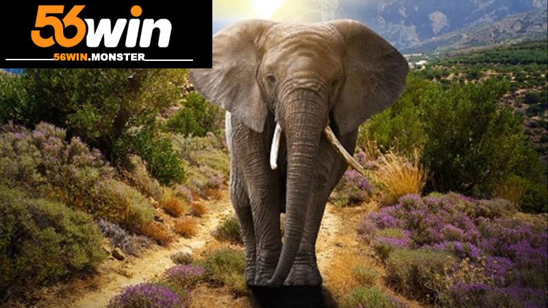 Mơ Thấy Rừng Là Điềm Gì? Con Số Gợi Ý Nên Tham Khảo 4 Mơ thấy rừng nên đánh con lô con đề nào